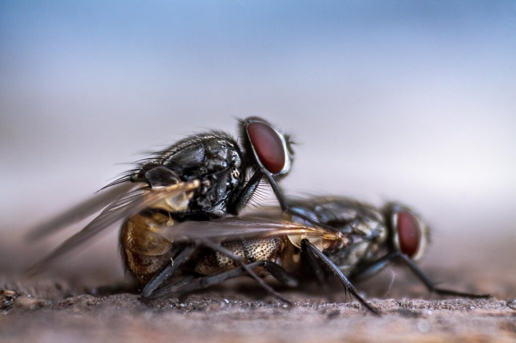 fly, housefly, mating-2198016.jpg